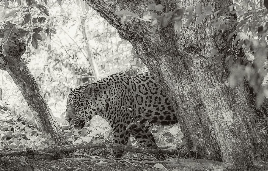 Exposição fotográfica mostra Cerrado, Pantanal e Amazônia em preto e branco