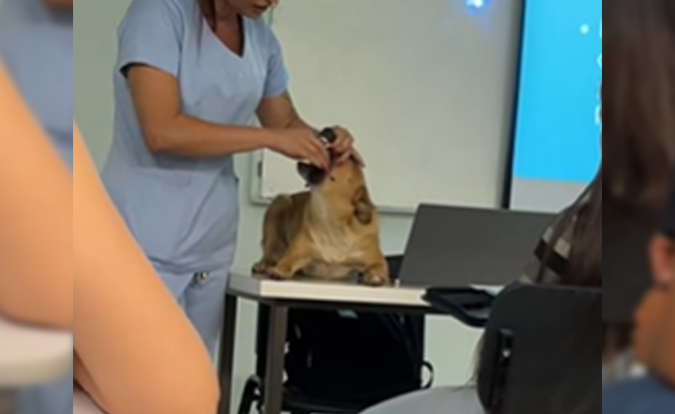 vira-lata caramelo aula de veterinária anápolis