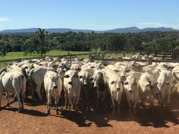 Produtor rural tem até 15 de julho para declarar rebanho em Goiás