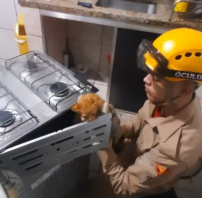 Gato se esconde em fogão e mobiliza bombeiros em Luziânia