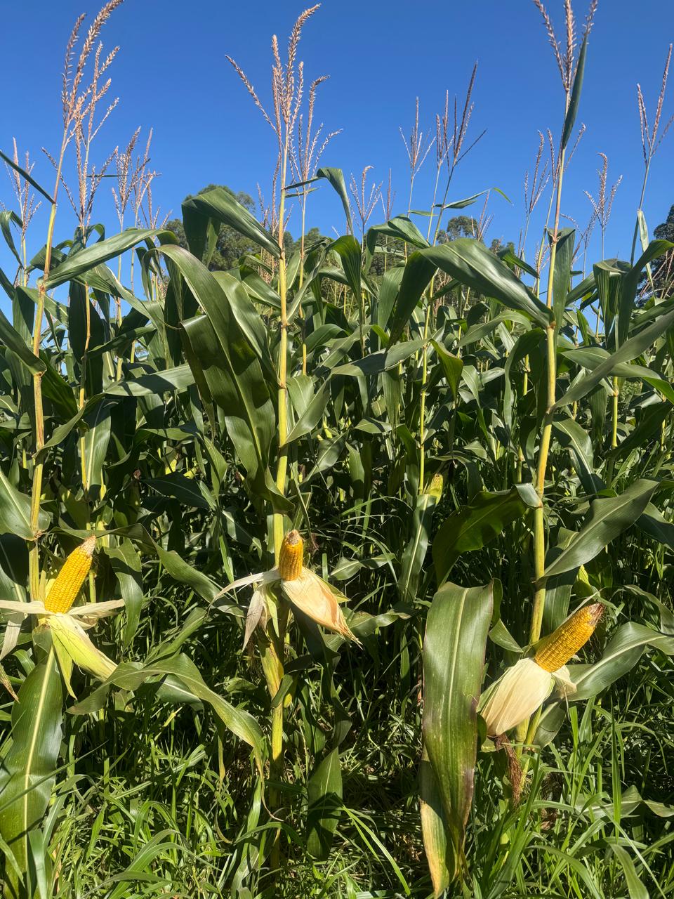 Pesquisa liderada por Goiás investe em espécies nativas para recuperar Cerrado e Pantanal