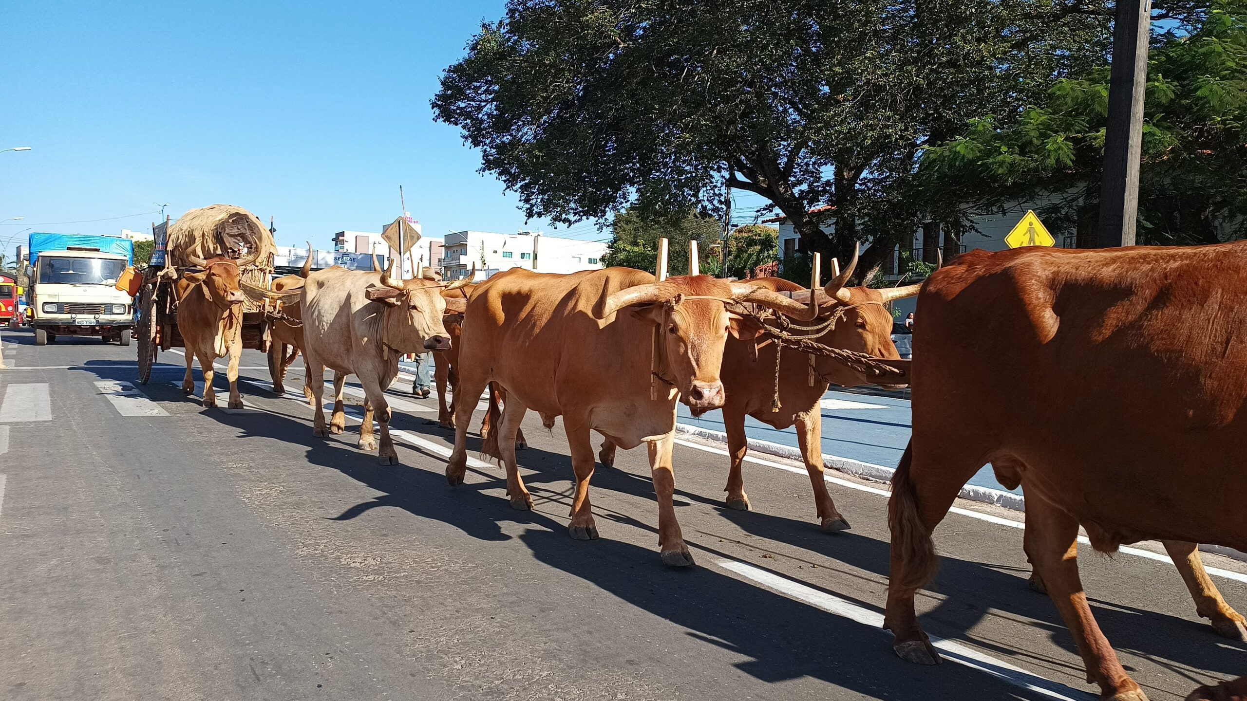 Desfile de carros de boi reúne milhares de fiéis em Trindade