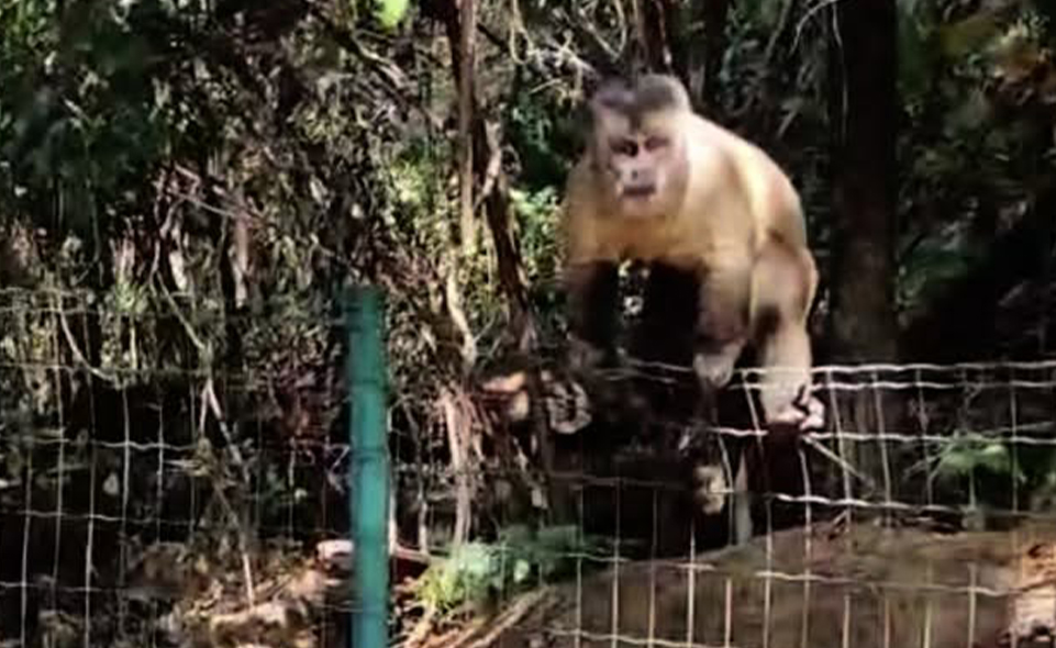 Prefeito de Anápolis faz alerta sobre ataque de macaco no Parque Onofre Quinan