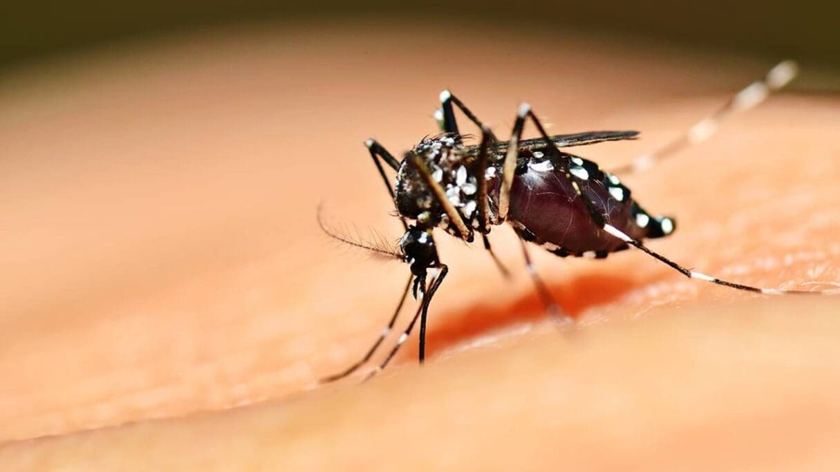 aedes