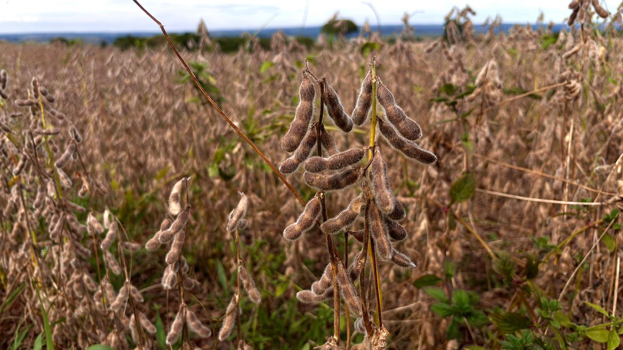 Safra grãos agro goiás