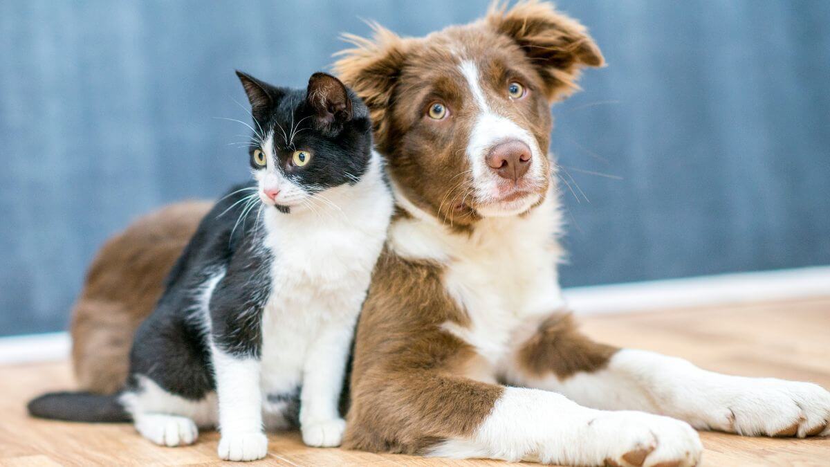 pet