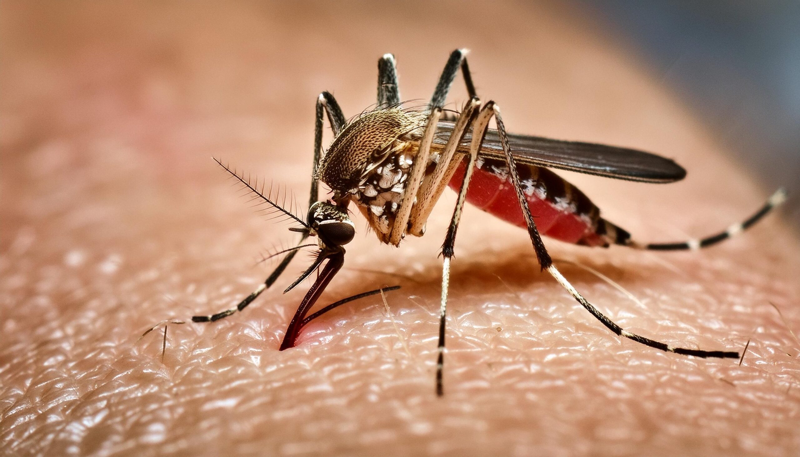 Anápolis Dengue