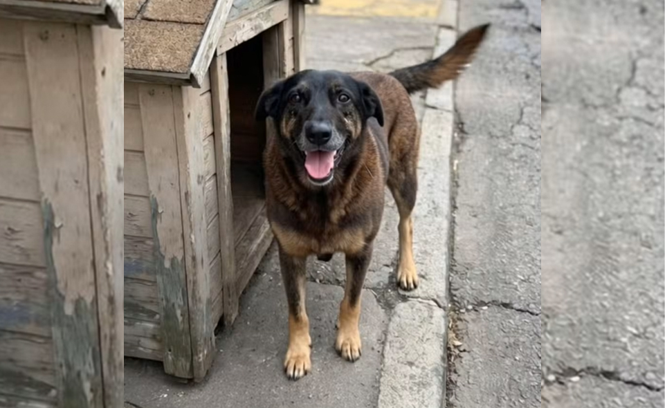 Cão Orelha zampieri