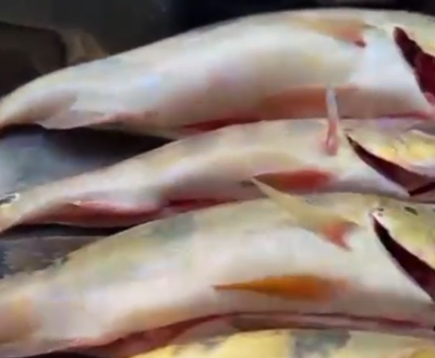 pesca predatória